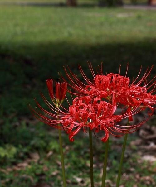 曼陀沙华花语（曼陀沙华花语的含义与传说）