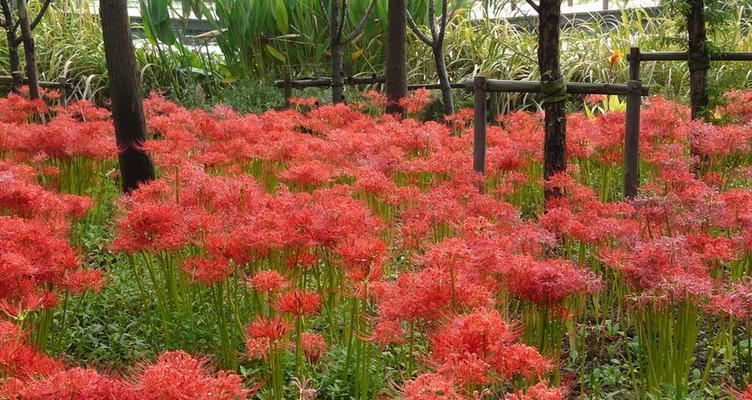 曼珠沙华（花语）