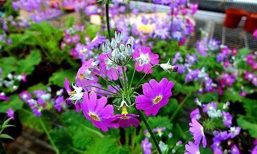 以木春菊的花语与传说（花开寓意勇往直前）