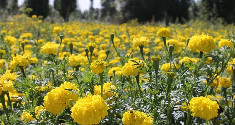 南非万寿菊花语之美（探索万寿菊的花语）