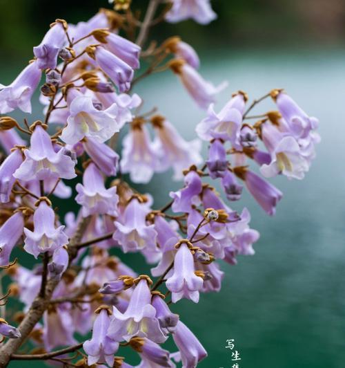 泡桐花的花语（一朵盛开的泡桐花）