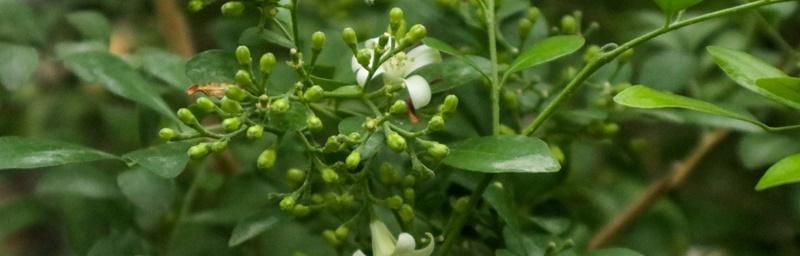 七里香的花语是什么（揭秘七里香花的神秘语言）