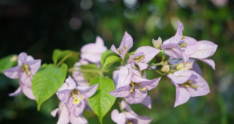 三角梅的花语与传说（揭秘三角梅花的寓意与神话传说）