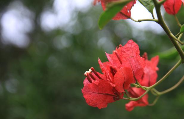 三角梅的花语与传说（揭秘三角梅花的寓意与神话传说）