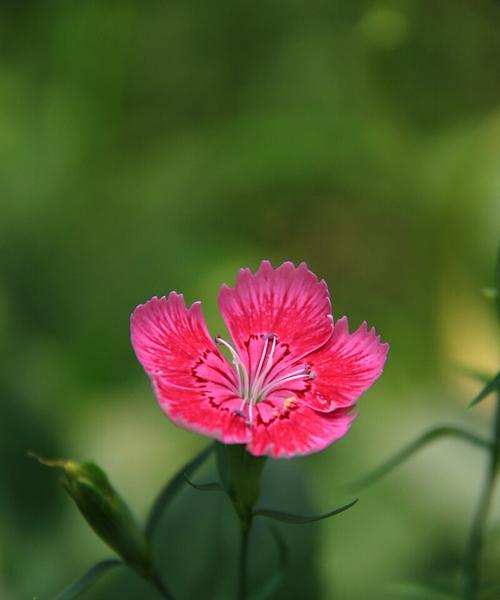 石竹花语的深意（探究石竹的寓意与象征）