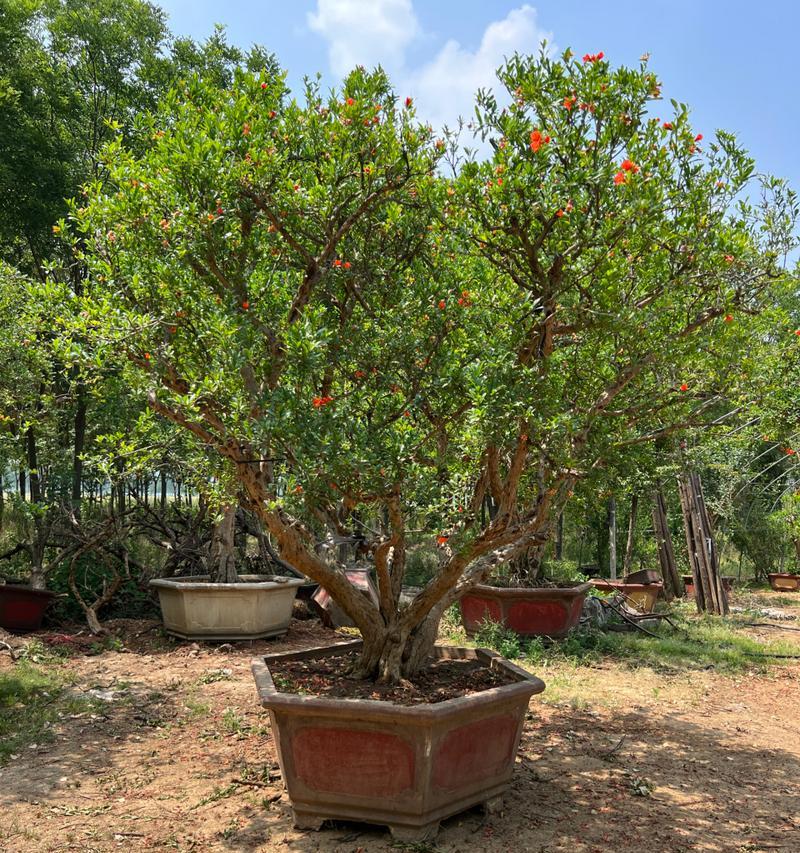 寓意多子多福的盆栽植物大全（迎接幸福与繁荣的绿色佳品）