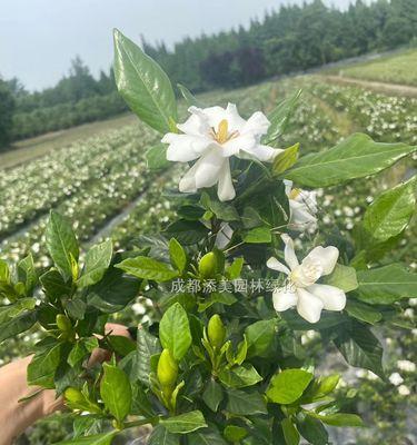 实生苗（探索植物种子如何通过实生苗方式繁衍生命）