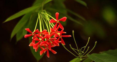 君子花语与寓意（以花解君子之意）