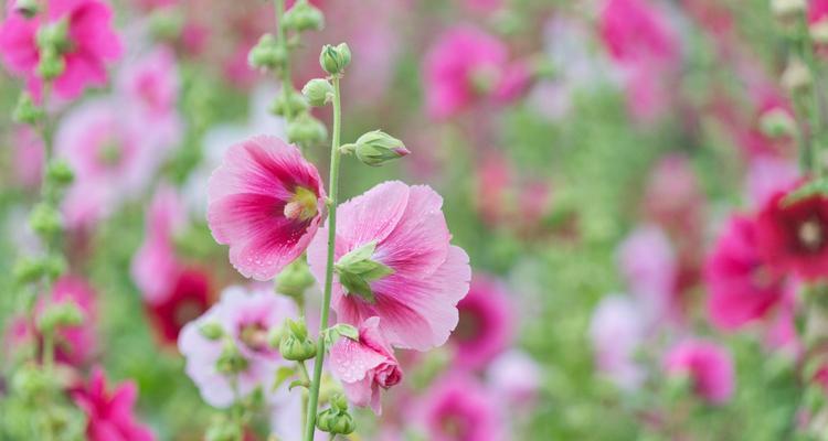 蜀葵的花语-秘密的爱之花（揭开蜀葵花语的神秘面纱）