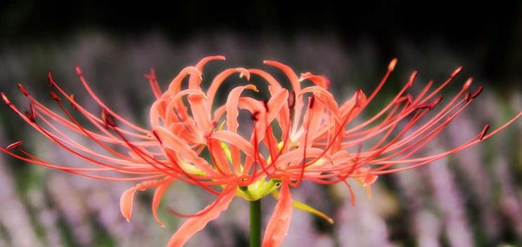 双生花的花语与意义（探寻双生花的内涵与象征）