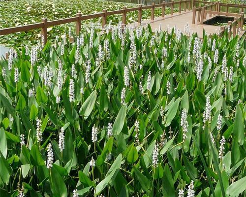 深入了解以挺水植物的意义与特点（水域生态的守护者）