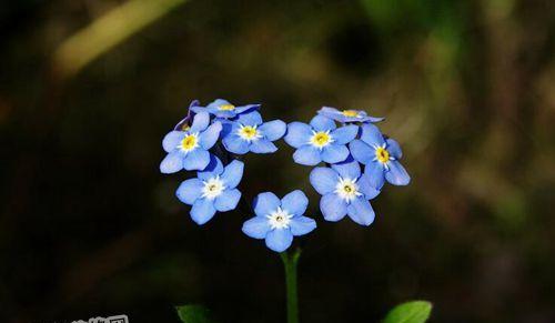 勿忘草的花语——永恒的记忆（花草之语）