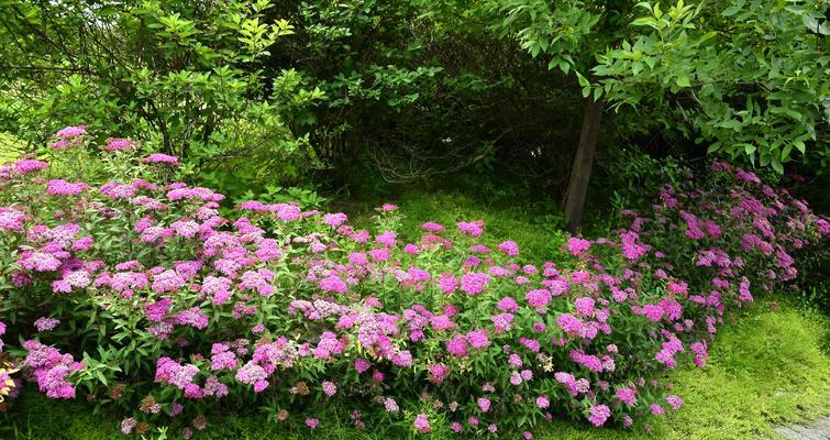 线叶绣线菊花语的美丽寓意（探索线叶绣线菊的花语与内涵）