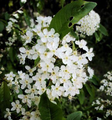 线叶绣线菊花语的美丽寓意（探索线叶绣线菊的花语与内涵）