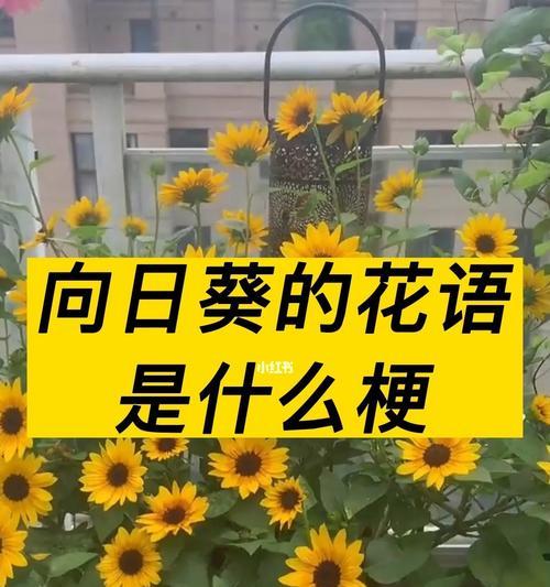 向阳花的花语与意义（向阳花的美丽与坚强）