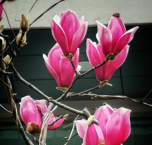 辛夷花之语——传递美好与希望的花朵（辛夷花的花语与象征意义）