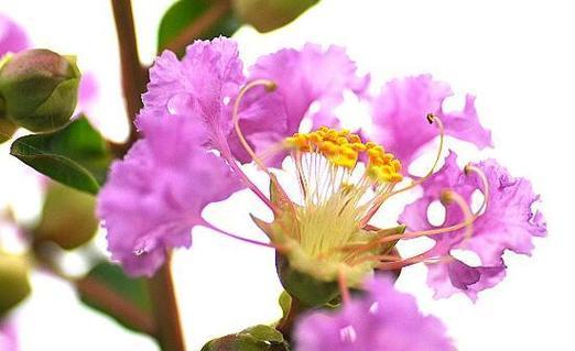 野蔷薇的花语与意义（野蔷薇的美丽与力量）