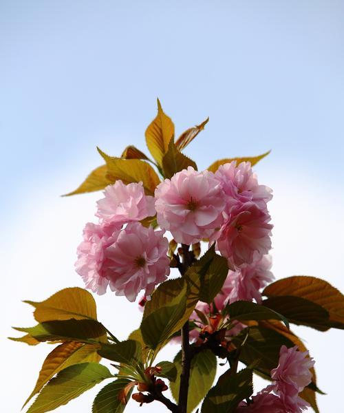 樱花诗的花语（探寻樱花花语的深意）