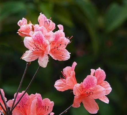 映山红的花语及其象征意义（以映山红的花语为窗口）