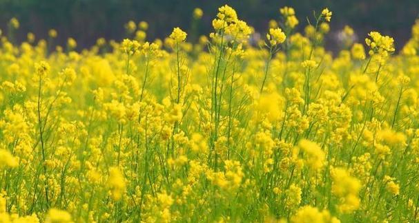 油菜花的花语——春天的希望（油菜花的象征意义与美丽之源）