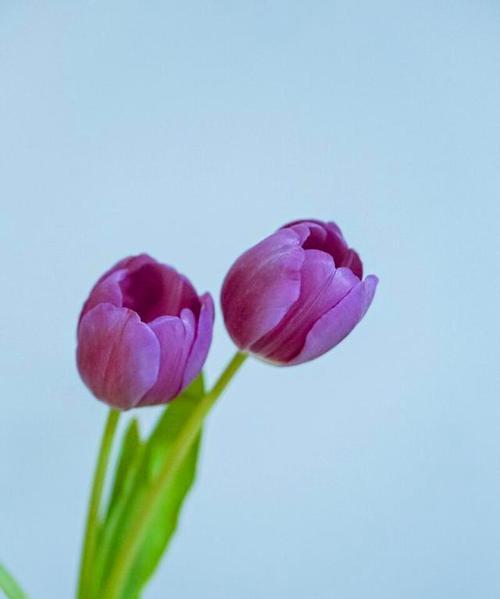 郁金樱的花语（探索郁金樱的花语）