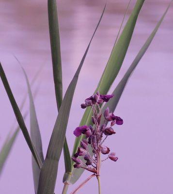 再力花的花语——传递美丽与坚韧的力量（再力花的花语）