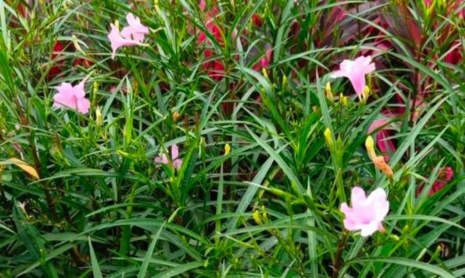 紫花翠芦莉的花语与美丽（花朵传递的情感与寓意）