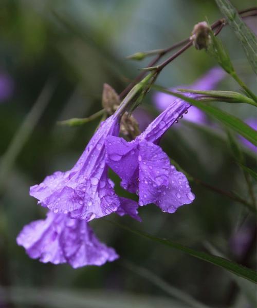 紫花翠芦莉的花语与美丽（花朵传递的情感与寓意）