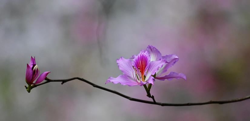 紫荆花语之美（花开如诗）