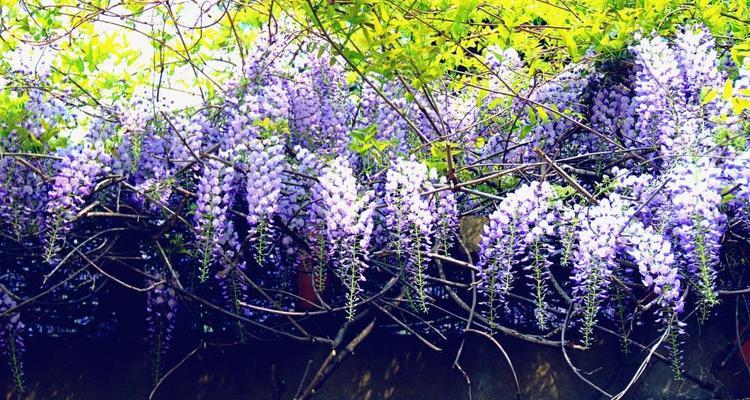 紫藤花语传达的美丽与坚韧（探寻紫藤花语的深层含义）