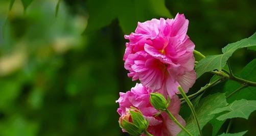 芙蓉花的花语与意义（揭示芙蓉花的花语与象征）