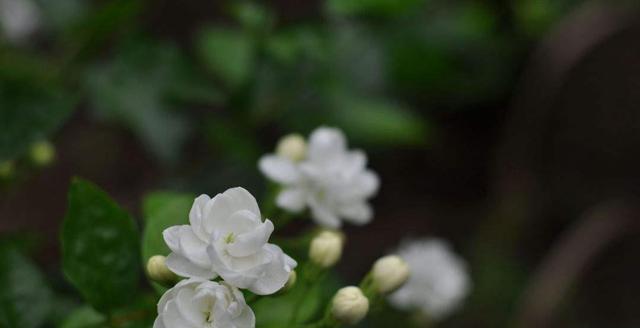 茉莉花语之美——花开如诗（婉约纯洁）