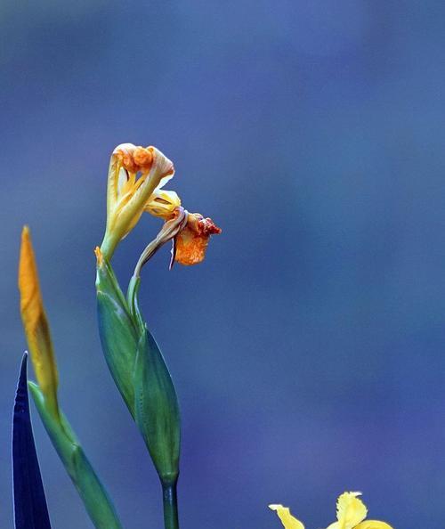 菖蒲——古代文化的象征之花（一朵神秘而娇美的菖蒲花）