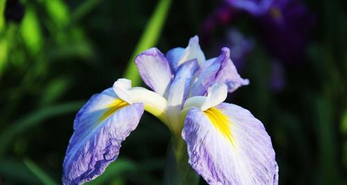 菖蒲——古代文化的象征之花（一朵神秘而娇美的菖蒲花）