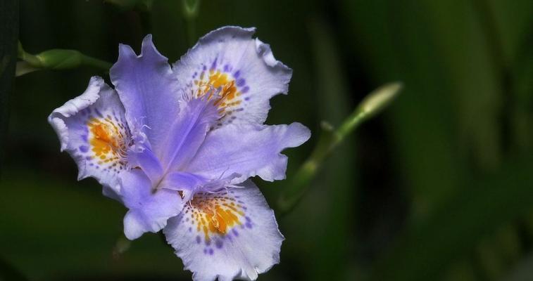 探寻鸢尾花的花语之谜（解析鸢尾花的象征意义与传说）