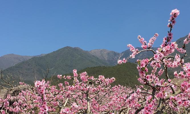 桃花的意义与象征——寓意天然的美丽与纯洁（桃花的种类与花语）