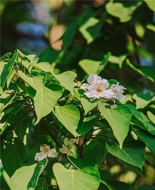 孤独之花（探寻孤独植物的内心世界）