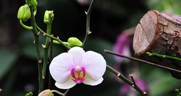 孤独之花（探寻孤独植物的内心世界）