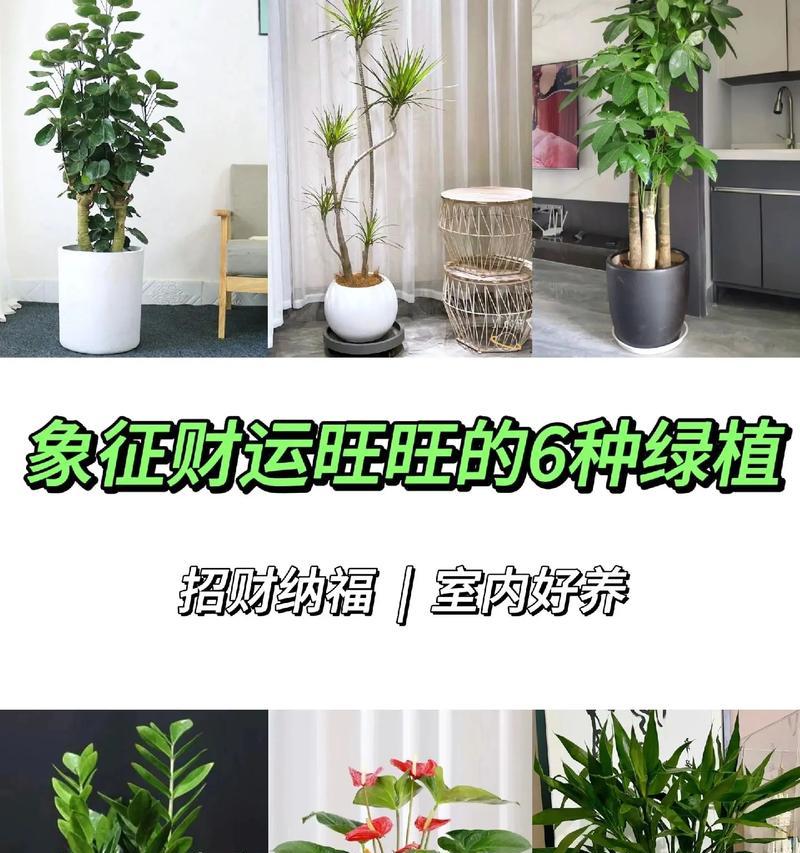 招财进宝，幸福满园——象征好运的植物（探寻繁花似锦的吉祥之道）