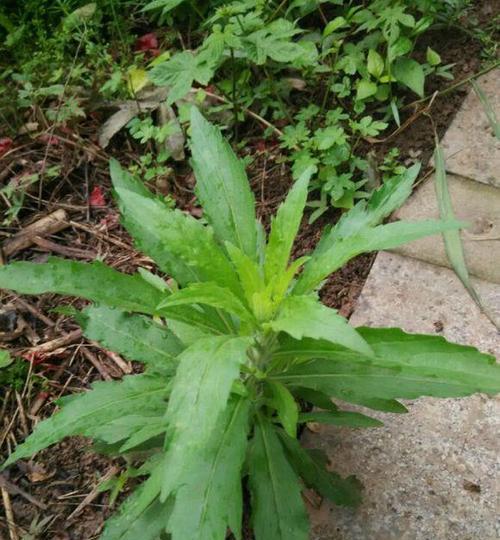 黑暗中的植物世界（探索神秘）