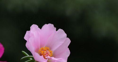 花与植物的力量（以坚强）