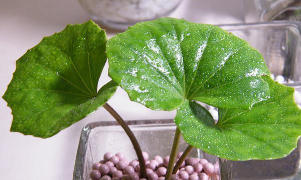 男人之花（从荆棘玫瑰到风铃木）