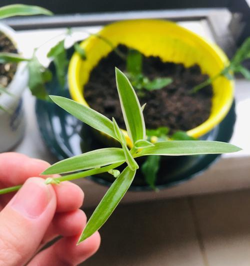 努力奋斗的植物（探寻自然界中的努力精神）