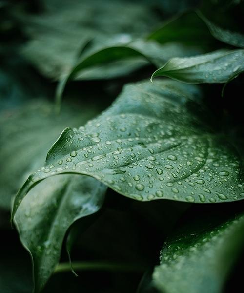 植物的生机勃勃之旅（揭示大自然中充满活力的植物世界）