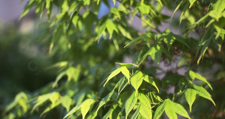 植物的生机勃勃之旅（揭示大自然中充满活力的植物世界）