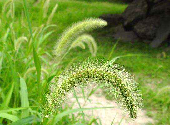 顽强生生不息的植物世界（探索自然生命力的奇迹）