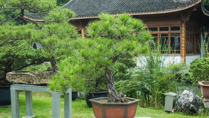 松树，一种重要的木本植物（了解松树的生态特征和经济价值）