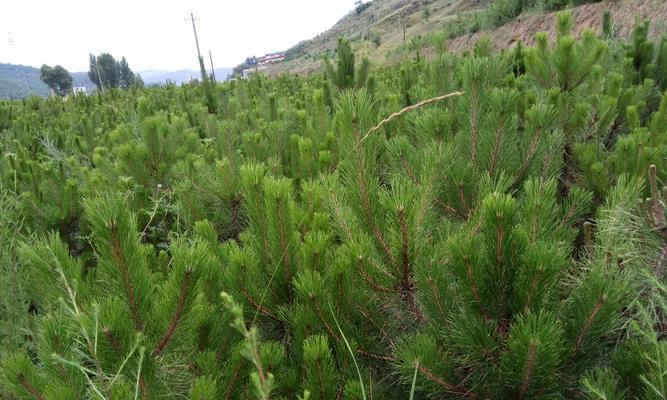 松子种植条件及适宜种植的地区（探究松子种植的关键条件和对应的地理环境）