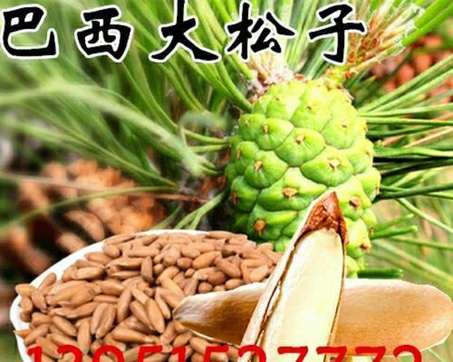 松子种植条件及适宜种植的地区（探究松子种植的关键条件和对应的地理环境）