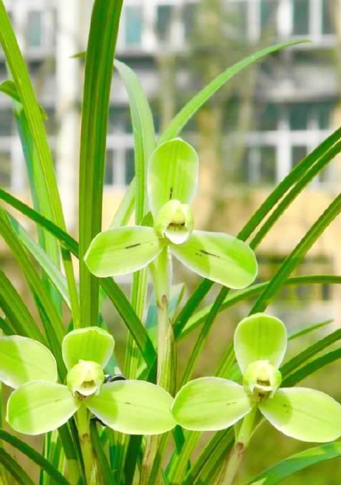 探秘宋梅兰花的开花时节（从历史文献）